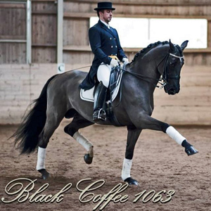 Black Coffee 1063 - in 2014 now qualified for PSG in Sweden and ridden by Martin Georgou